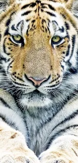 Close-up of a tiger's face with a striking gaze in a mobile wallpaper.