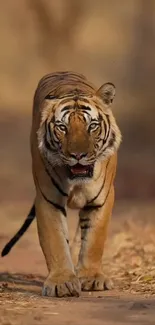 Tiger walking on a forest path in natural light.