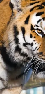 Close-up of a majestic tiger with striking orange and black fur.