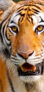 Close-up of a majestic tiger with vibrant orange and black stripes.