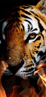 Close-up of a tiger's face with striking black and orange stripes on a mobile wallpaper.