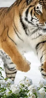 Tiger walking over white roses in a serene setting.