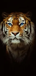 Majestic tiger with bright eyes on black mobile wallpaper.