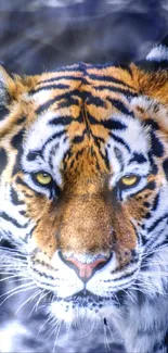 Close-up of a fierce tiger on a mobile wallpaper.