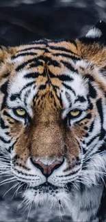 Close-up of a majestic tiger's face with prominent stripes.