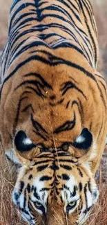 Majestic tiger walking through dry grassy terrain in natural habitat.