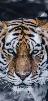 Close-up of a majestic tiger with intense yellow eyes and striped fur.