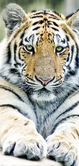 Close-up of a majestic tiger lying down with intense gaze in natural setting.