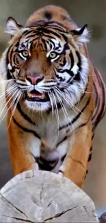 Close up of a majestic tiger prowling on a log.