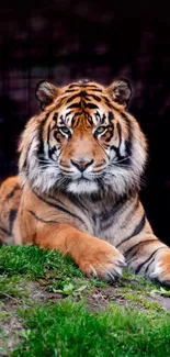 Majestic tiger resting on lush green grass, showcasing wildlife beauty.