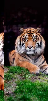 Majestic tiger resting on green grass background.