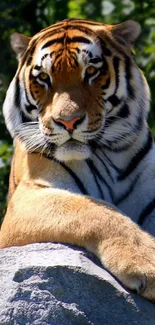 Majestic tiger lounging on a rock in a lush natural setting.