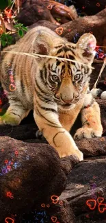 Beautiful tiger resting on rocky surface in natural setting wallpaper.