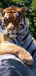 Majestic tiger resting on a rocky hill with lush greenery in the background.