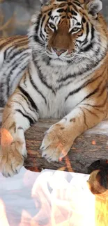 Tiger lounging on snowy log with fiery foreground.