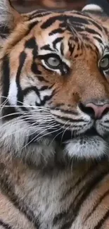 Majestic tiger with striking stripes gazes fiercely, perfect for phone wallpaper.