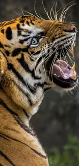 Close-up view of a roaring tiger in the jungle.