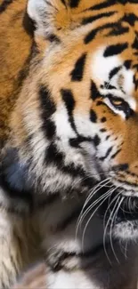 Close-up of a majestic tiger showcasing its vibrant orange and black stripes.