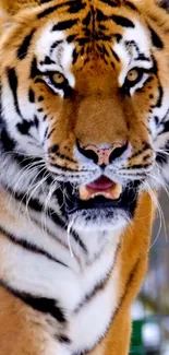 Close-up of a majestic tiger with piercing eyes and vibrant orange fur.