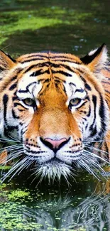 Majestic tiger in water with vivid orange stripes and focused gaze.