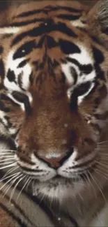 Close-up of a majestic tiger face with copper tones.