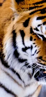 Close-up of a majestic tiger with distinctive orange and black stripes.