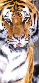 Close-up of a majestic tiger with striking orange and black stripes.