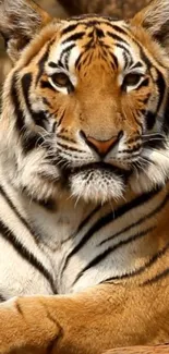 Majestic Bengal tiger wallpaper for phones.