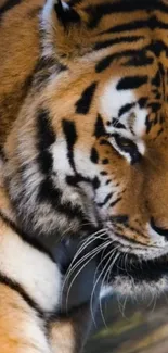 Close-up of a majestic tiger with striking orange and black stripes