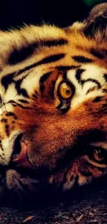 Close-up of a majestic tiger with intense gaze and rich fur patterns.