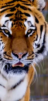 Close-up of a majestic tiger with striking orange fur and black stripes.