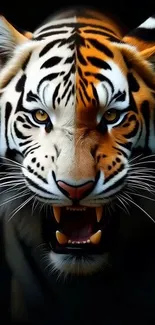 Majestic tiger portrait with vivid orange-black fur on dark background.