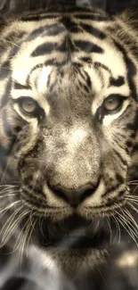 Sepia close-up of a tiger's face, highlighting its fierce gaze.