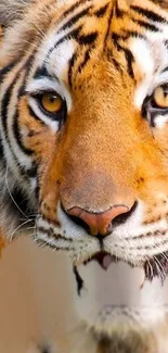 Close-up of a majestic tiger showcasing striking eyes and vibrant stripes.