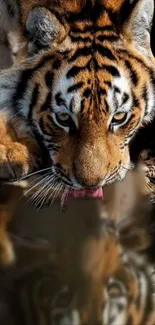 Majestic tiger drinking from water with reflection visible.