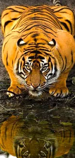 Majestic tiger crouching by water with reflection in the surface.