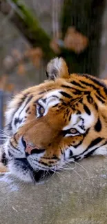 Peaceful tiger resting with natural background.