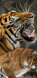 A majestic tiger roaring in the wild jungle setting.