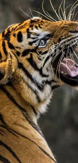 Close-up of a roaring tiger with striking orange and black stripes.