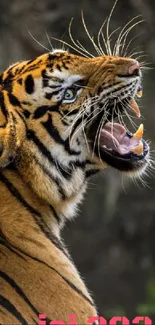 Roaring tiger showing its sharp teeth in a captivating wildlife portrait.