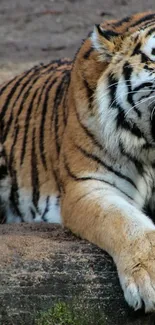 Roaring tiger on a rock with striking stripes and fierce expression.