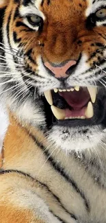 Close-up of a roaring tiger in the snow, showing its fierce expression.