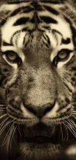 Sepia toned tiger face wallpaper for mobile.