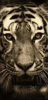 Sepia-toned close-up of a tiger's face with an intense gaze.