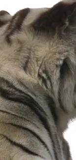 Side profile of a majestic tiger with detailed fur and stripes.