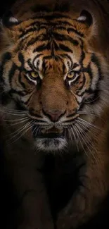 Majestic tiger prowling in dark background wallpaper.