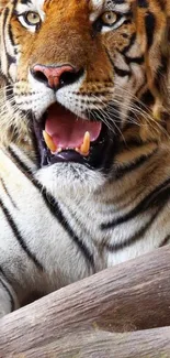 Majestic tiger with open mouth against a sunset backdrop.