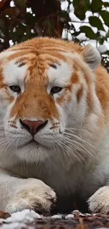 Golden tiger resting on snowy forest floor wallpaper.