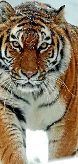 Majestic tiger walking through snowy landscape, showcasing natural beauty.