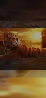 Majestic tiger at sunset, golden hues.